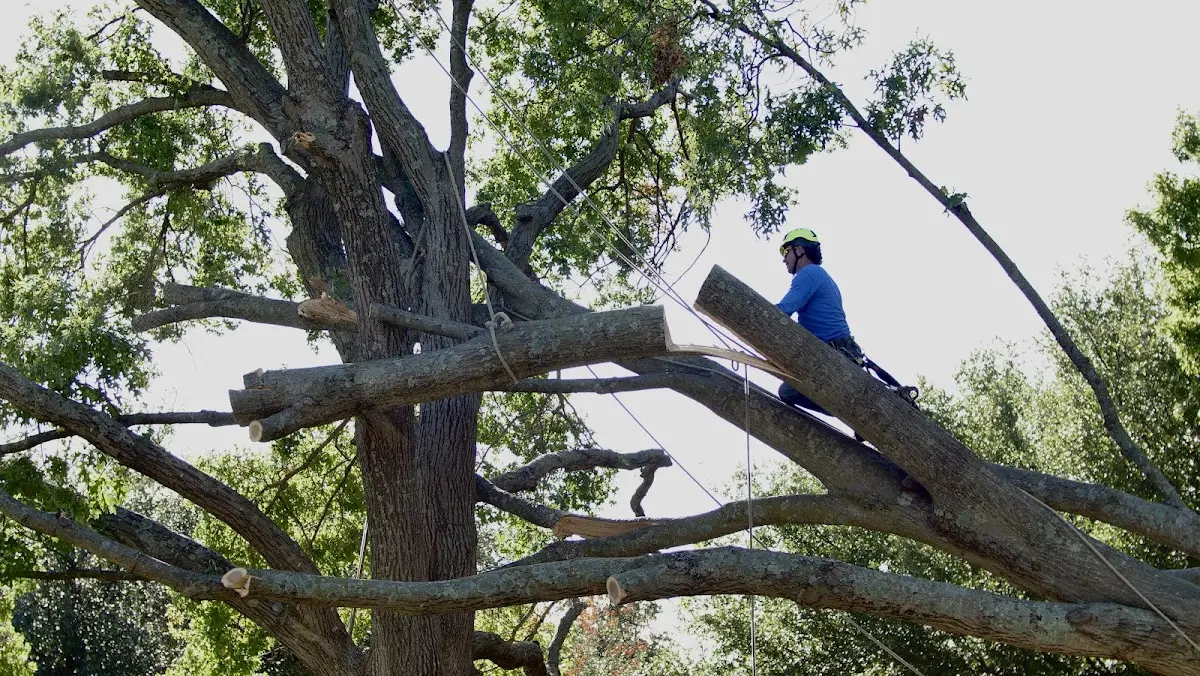 Professional Crown Thinning performed by certified arborists in Whitlash